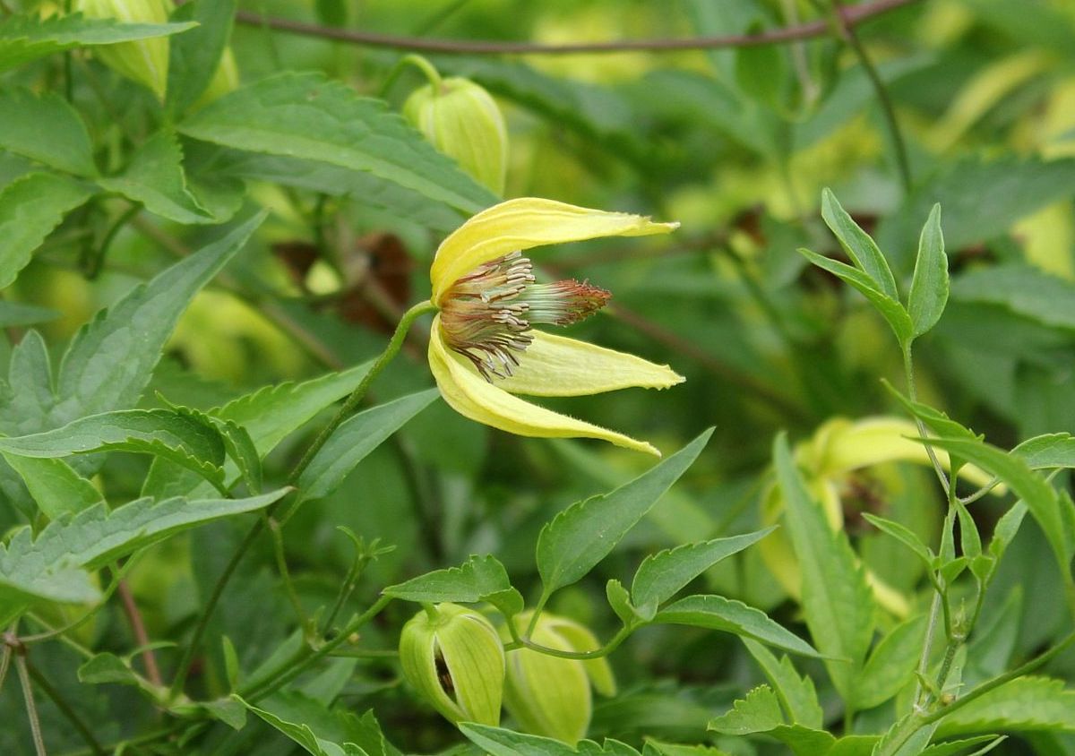 Image of Clematis serratifolia specimen.