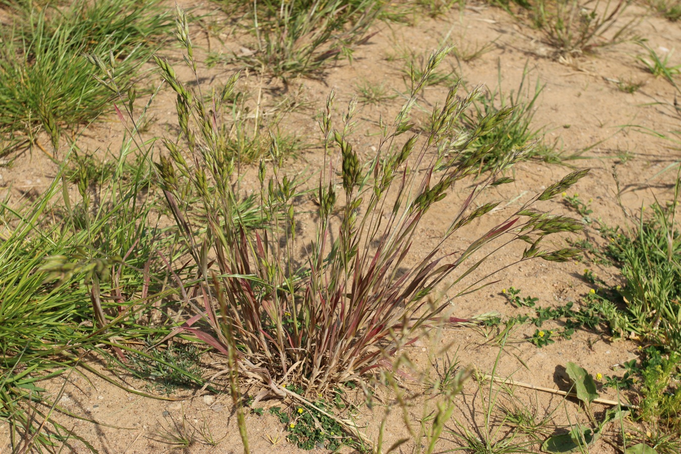 Image of Bromus hordeaceus specimen.