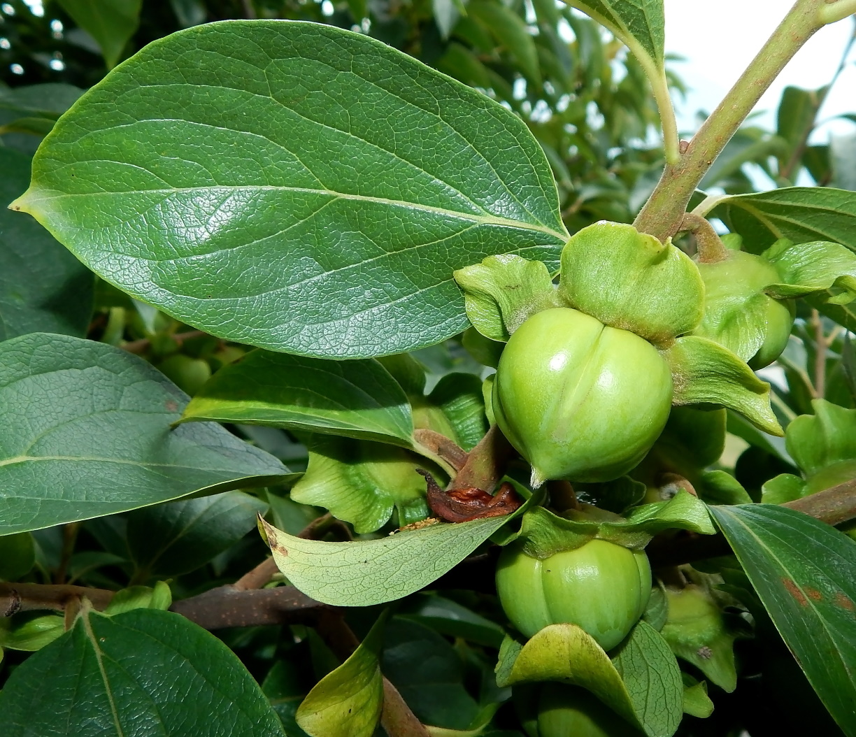 Image of Diospyros kaki specimen.