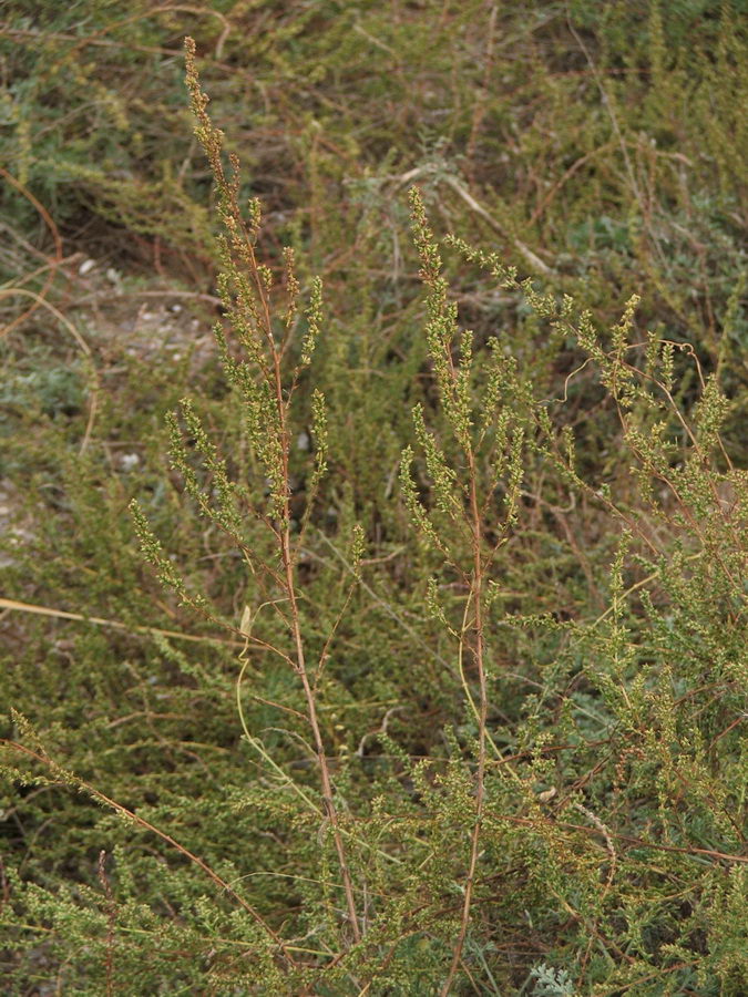 Изображение особи Artemisia arenaria.