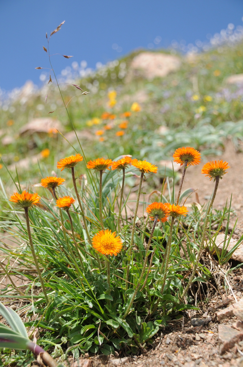 Изображение особи Erigeron aurantiacus.