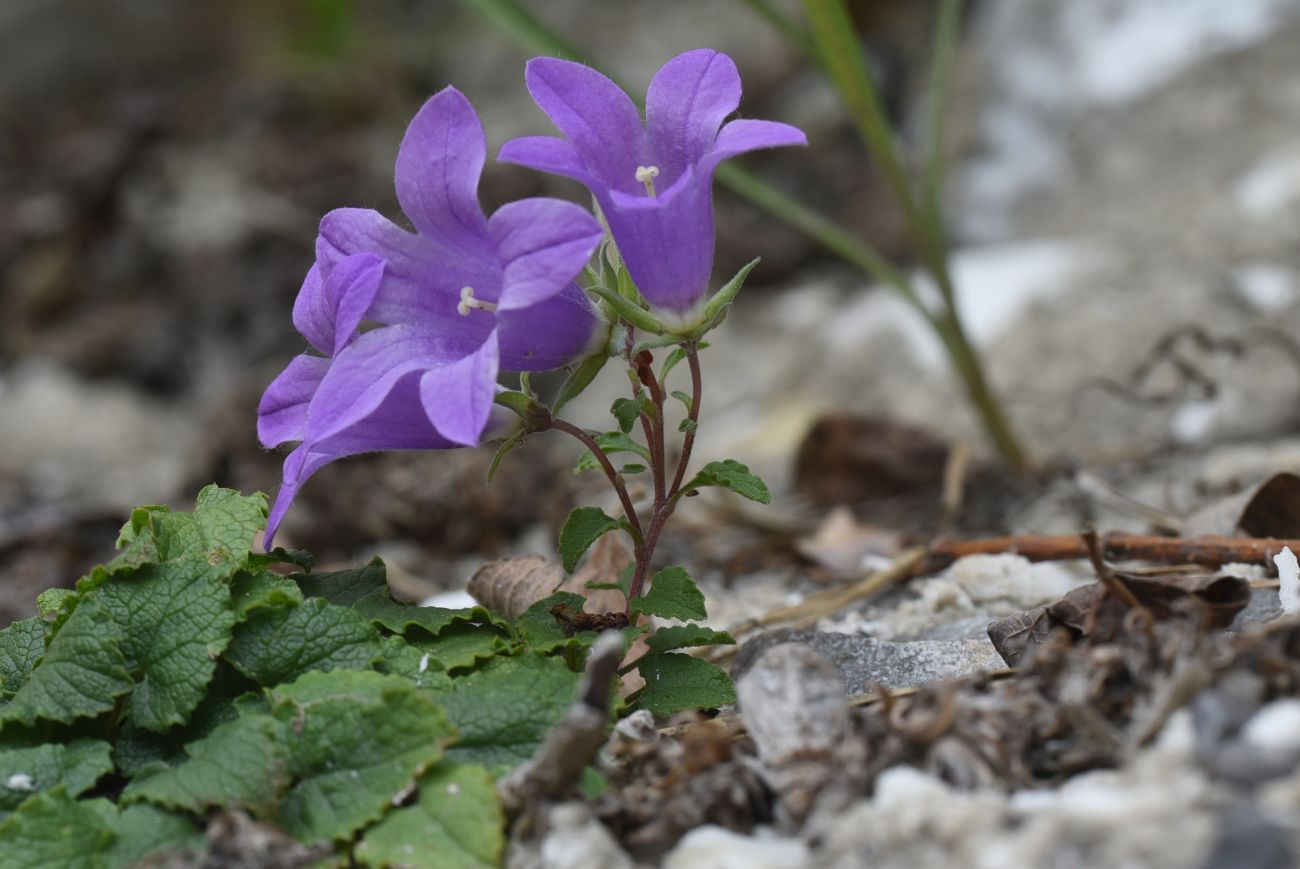 Image of Campanula andina specimen.