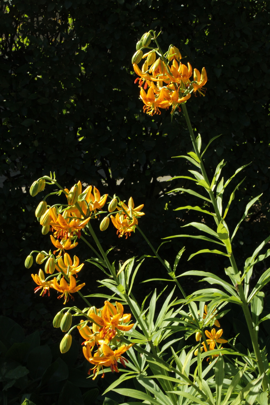 Image of Lilium hansonii specimen.