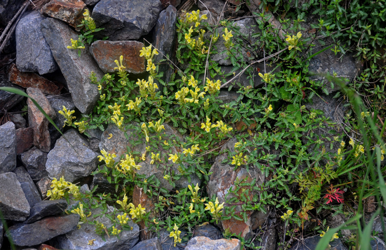 Image of Scutellaria polyodon specimen.