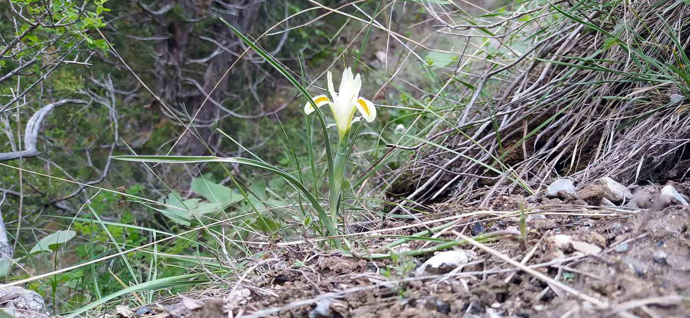 Изображение особи Juno linifolia.