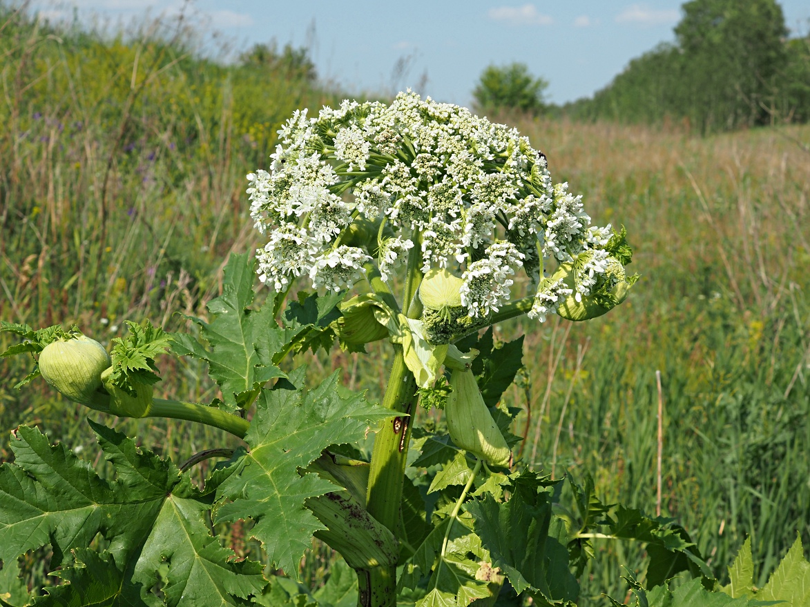 Image of Heracleum sosnowskyi specimen.