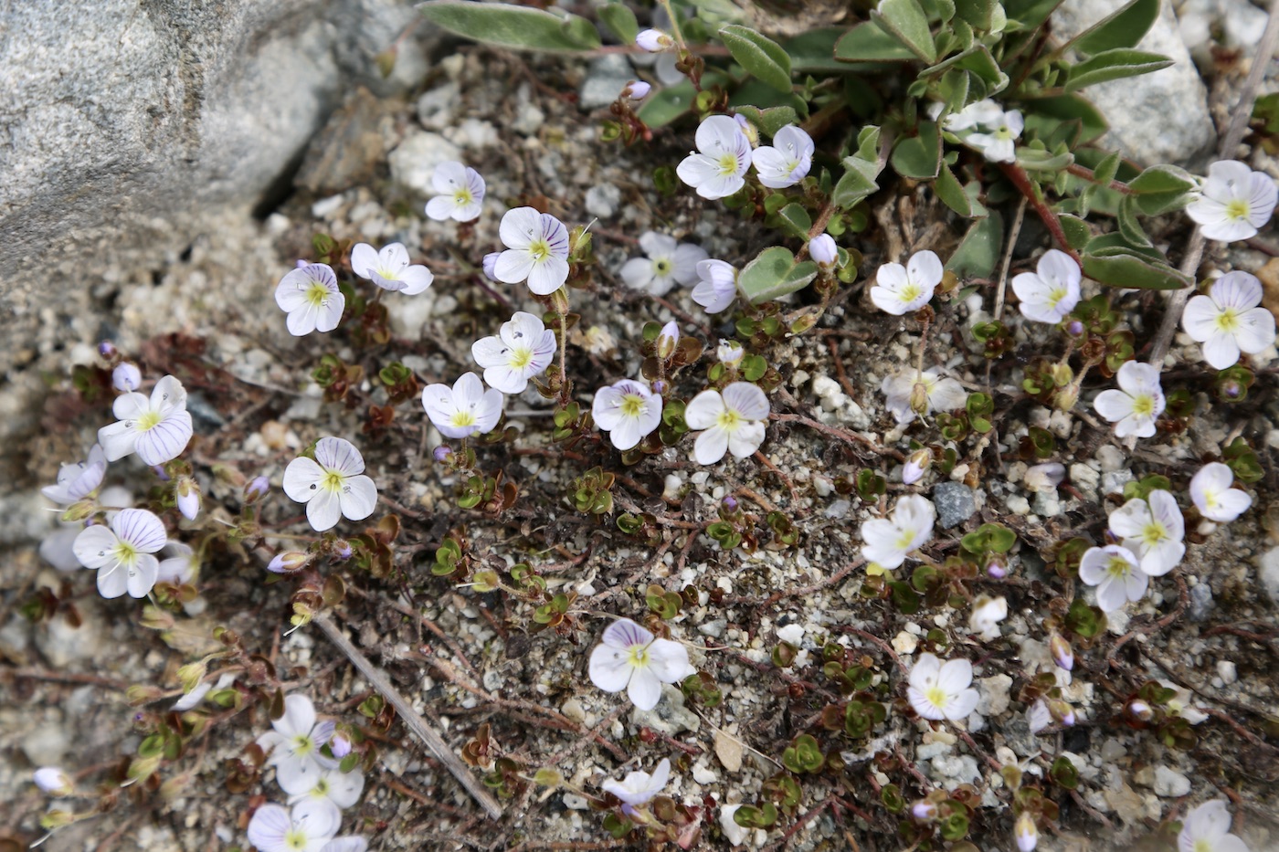 Image of Veronica glareosa specimen.