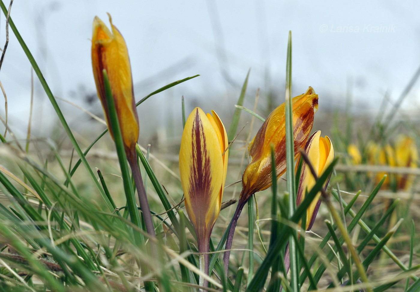 Изображение особи Crocus angustifolius.