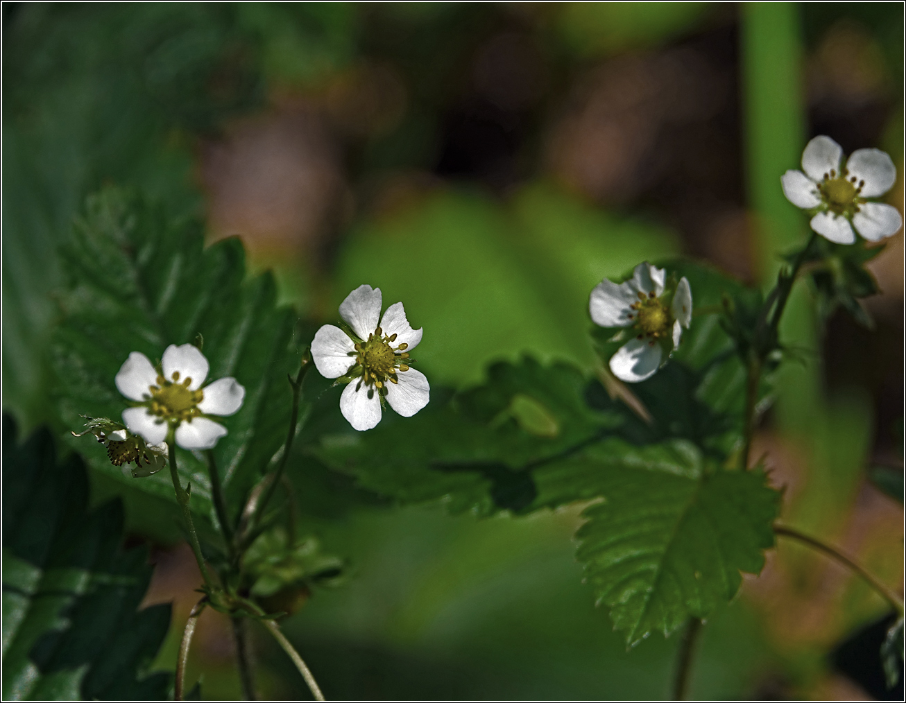 Изображение особи Fragaria vesca.