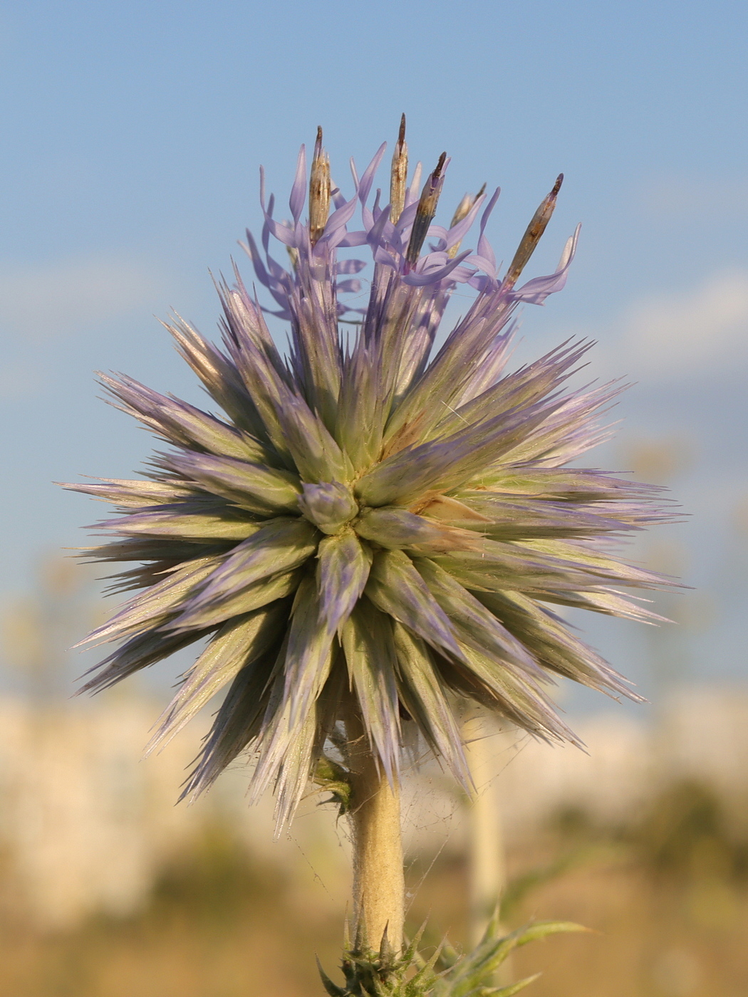 Изображение особи Echinops ritro ssp. thracicus.