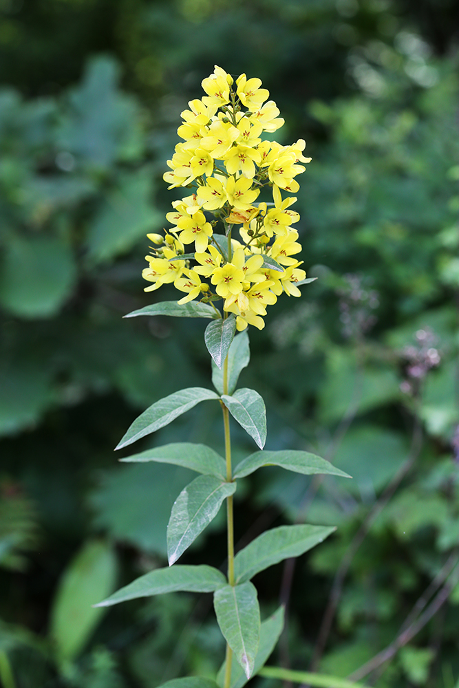 Image of Lysimachia davurica specimen.