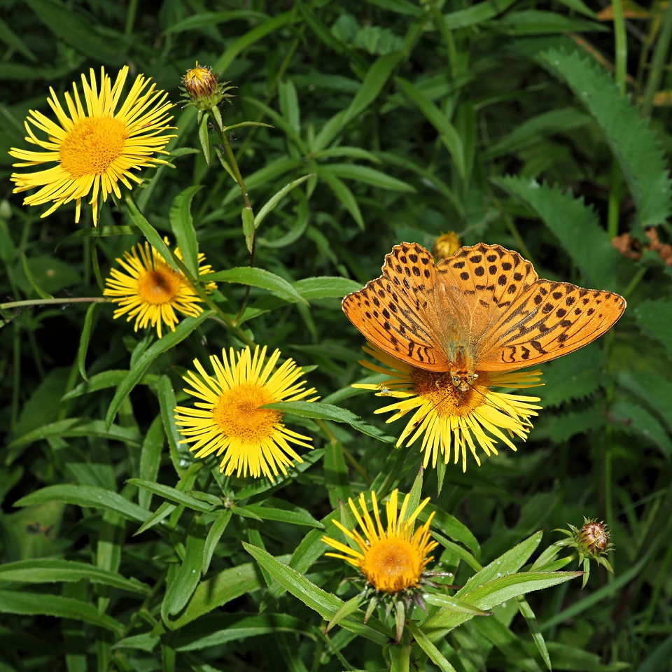 Image of Inula salicina specimen.