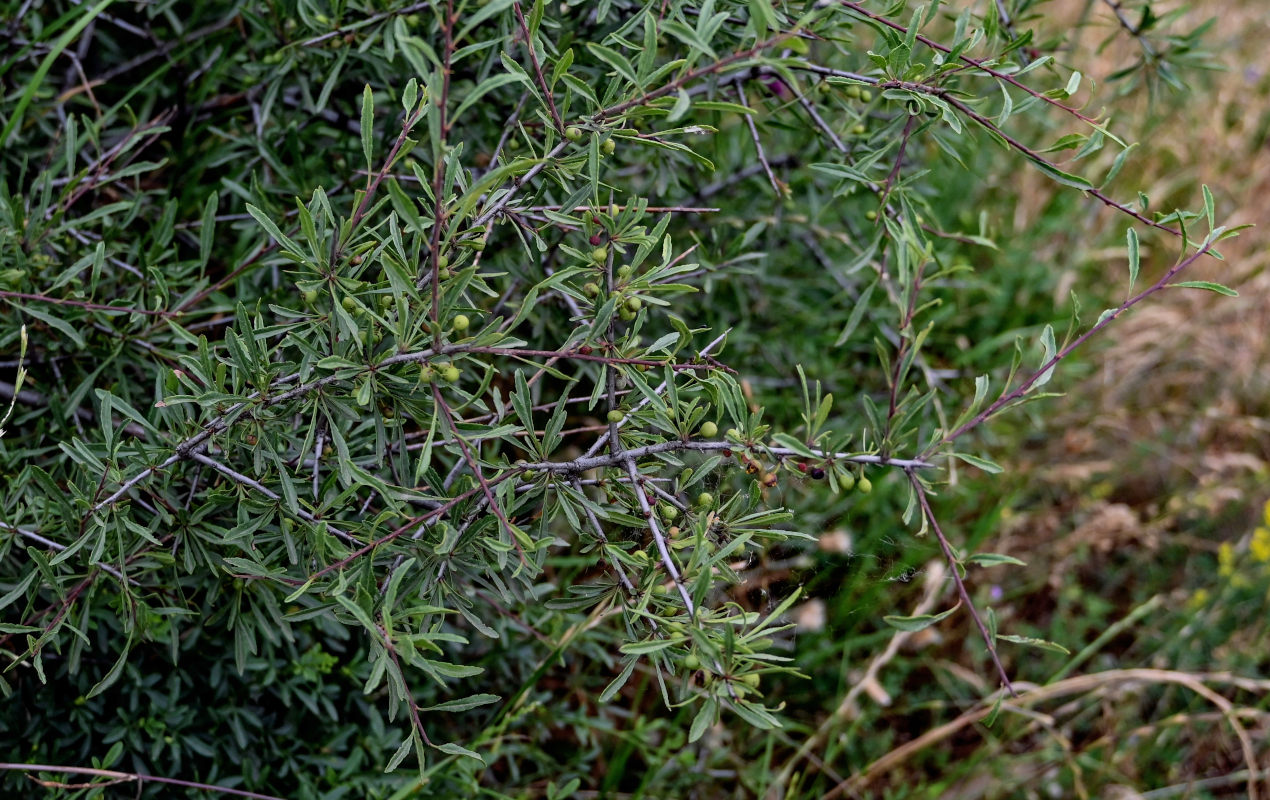 Image of Rhamnus erythroxyloides specimen.