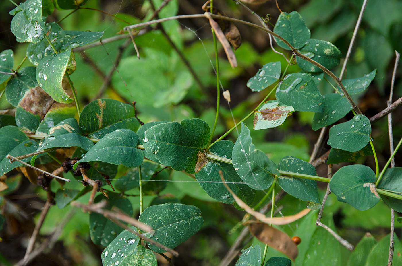 Изображение особи Vicia pisiformis.