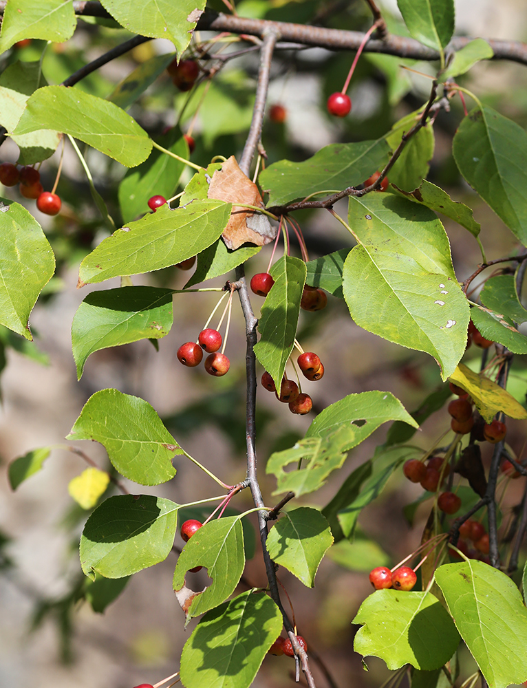 Изображение особи Malus baccata.