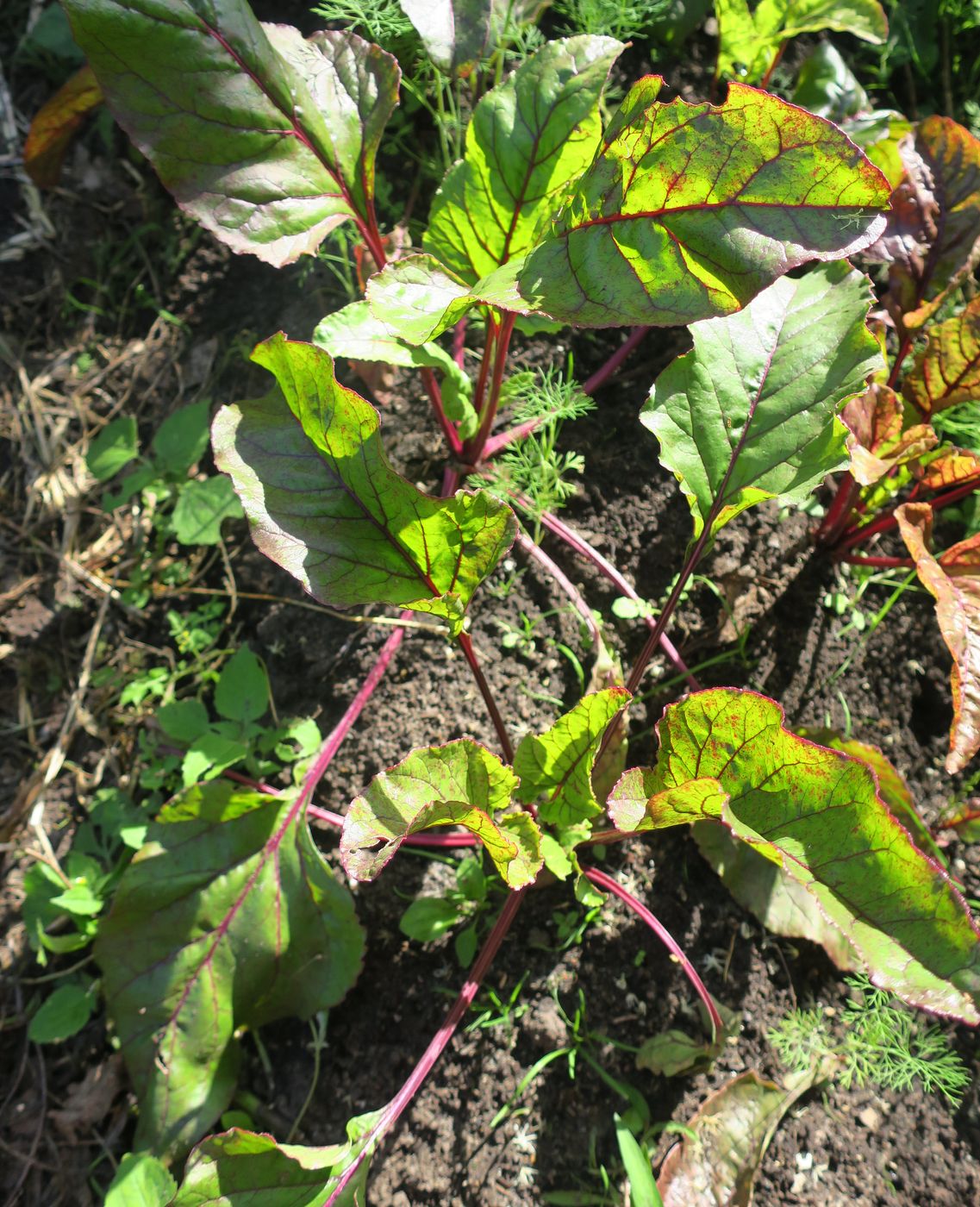 Image of Beta vulgaris specimen.