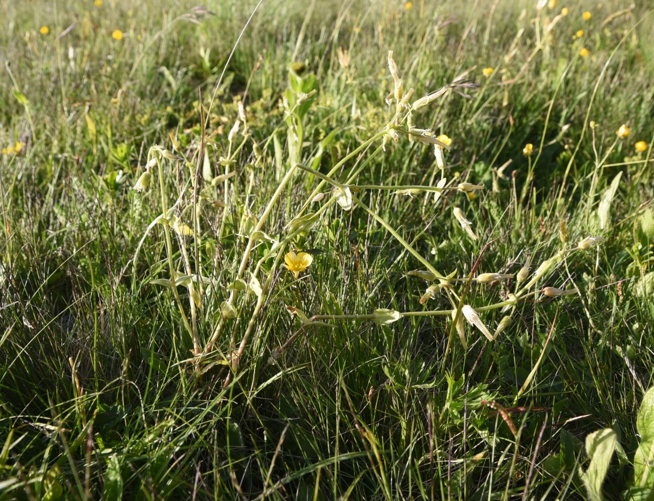 Image of familia Caryophyllaceae specimen.