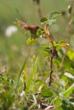 Rosa pulverulenta. Плодоносящее растение. Кабардино-Балкария, Черекский р-н, северо-восточный склон горы Эркедыген, ≈ 2400 м н.у.м., альпийский луг. 29.07.2024.