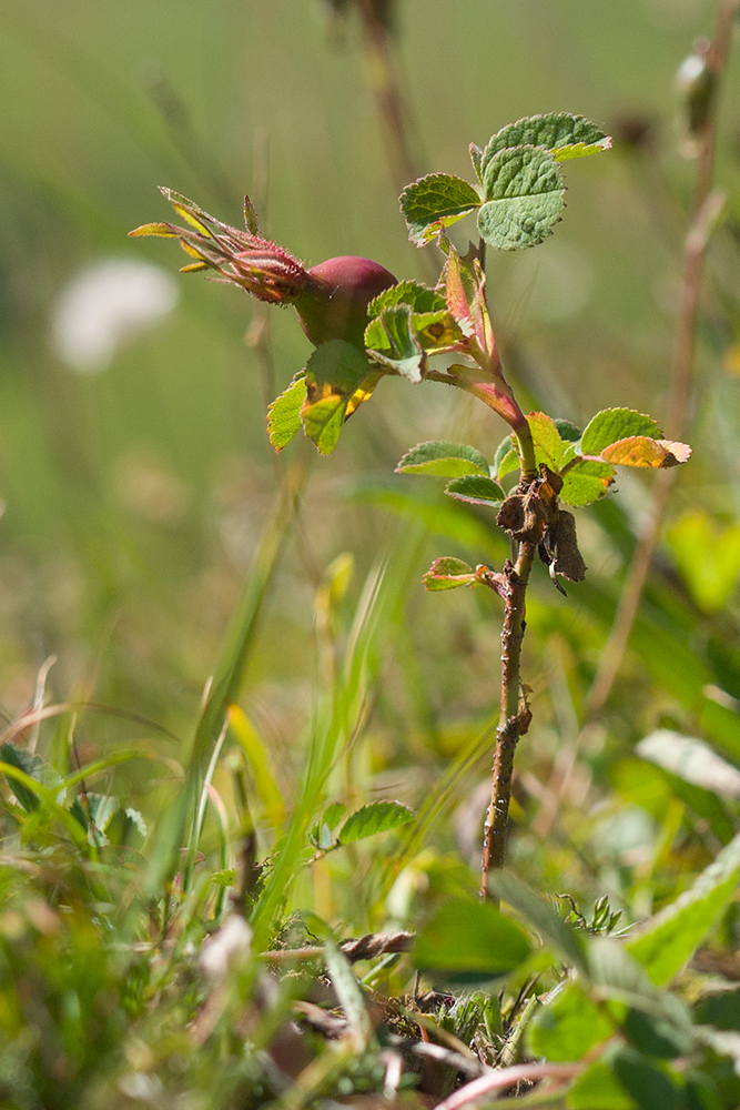 Image of Rosa pulverulenta specimen.