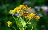 Telekia speciosa. Верхушка побега с соцветиями и кормящимся шмелём. Московская обл., Дмитровский гор. округ, окр. оз. Свиное, опушка смешанного леса. 21.07.2024.