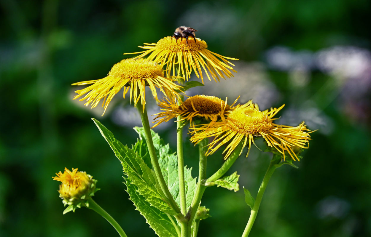 Изображение особи Telekia speciosa.