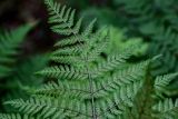 Dryopteris expansa. Верхушка вайи с сорусами (вид на абаксиальную поверхность). Московская обл., Дмитровский гор. округ, окр. оз. Свиное, смешанный лес. 21.07.2024.