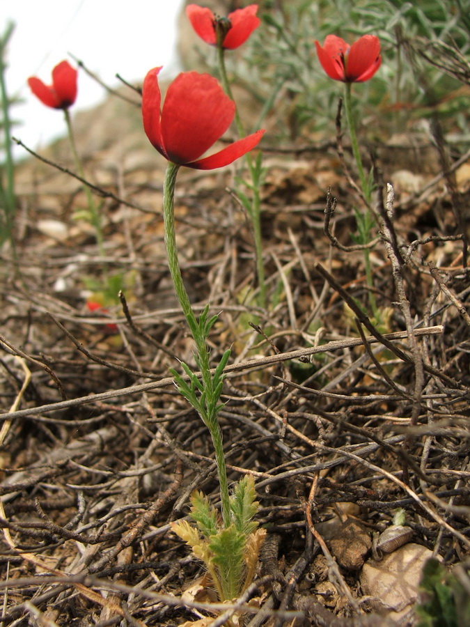 Изображение особи Papaver minus.