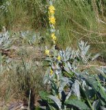 Verbascum gnaphalodes