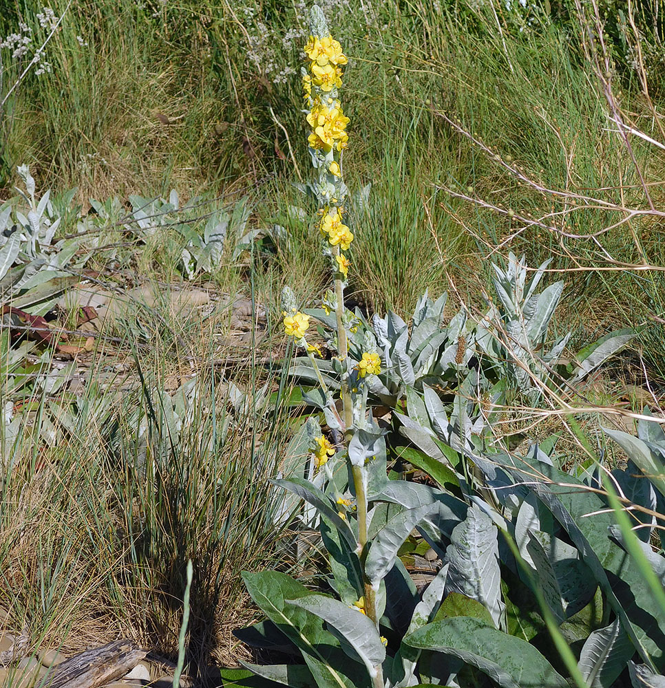 Изображение особи Verbascum gnaphalodes.