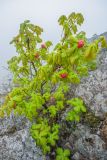 Quercus mongolica