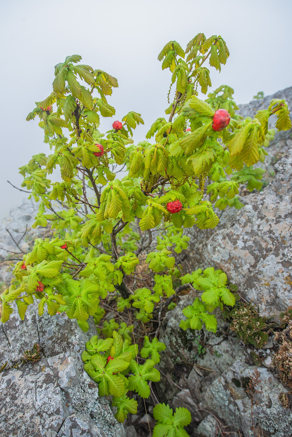 Image of Quercus mongolica specimen.