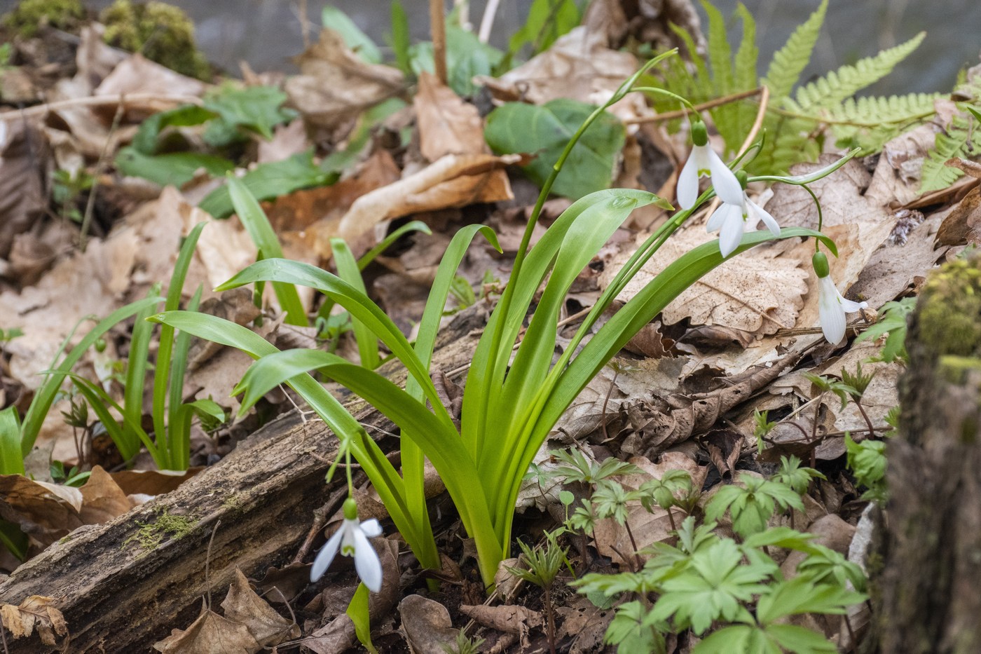 Image of Galanthus woronowii specimen.
