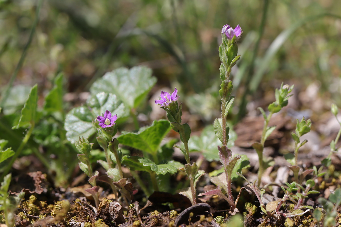 Image of Legousia hybrida specimen.