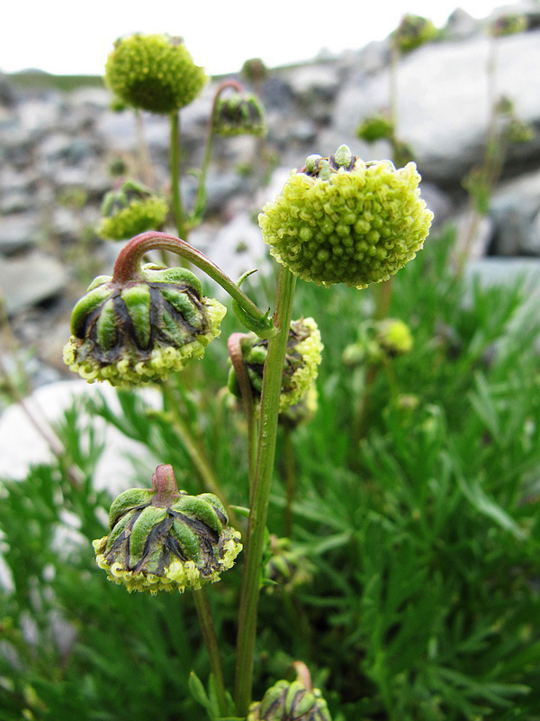 Image of Artemisia norvegica specimen.