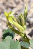 Смотреть изображение род Astragalus