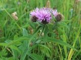 Смотреть изображение род Centaurea