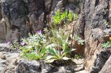 View full-size image Plantago camtschatica