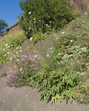 View full-size image Cephalaria gigantea