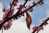View full-size image Cercis siliquastrum