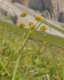 View full-size image Bupleurum polyphyllum