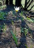 Tulipa biebersteiniana разновидность tricolor