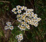 View full-size image Pyrethrum parthenifolium