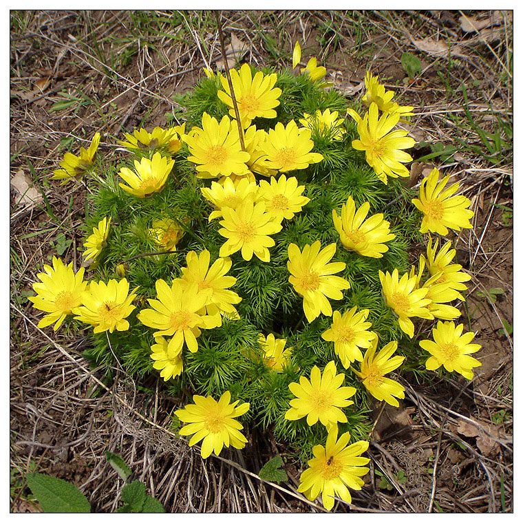 Изображение особи Adonis vernalis.