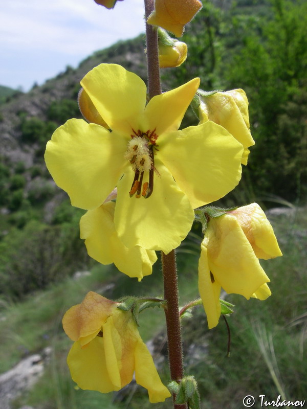 Изображение особи Verbascum spectabile.