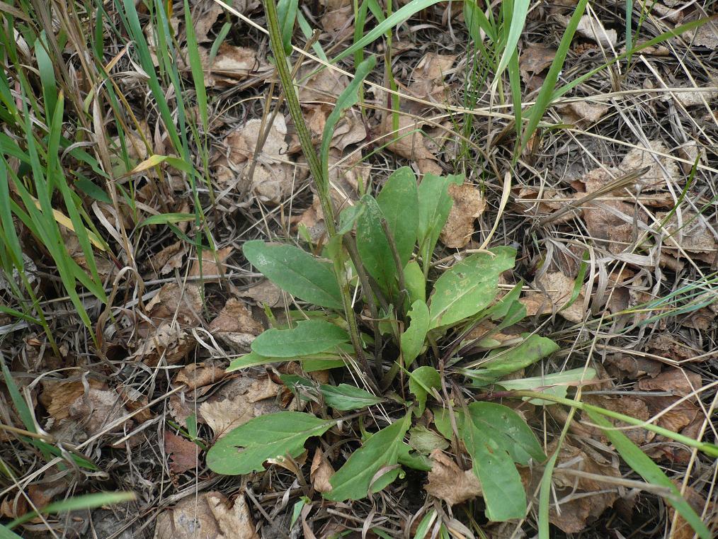 Изображение особи Tephroseris integrifolia.