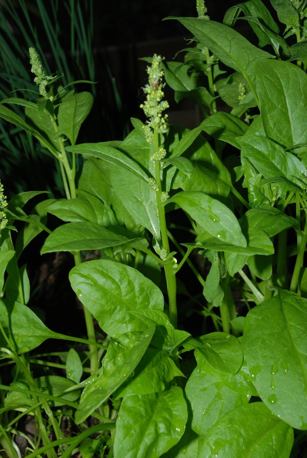 Image of Lipandra polysperma specimen.