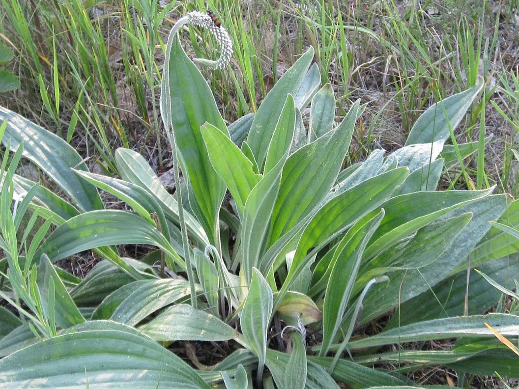 Изображение особи Plantago urvillei.