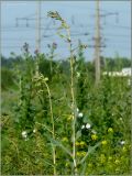 Lactuca serriola. Верхушка расцветающего растения. Чувашия, окр. г. Шумерля, очистные сооружения. 14 июля 2011 г.