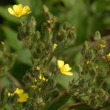 genus Potentilla. Верхушечное соцветие. Южный Берег Крыма, лес возле Понизовки. 3 июля 2011 г.