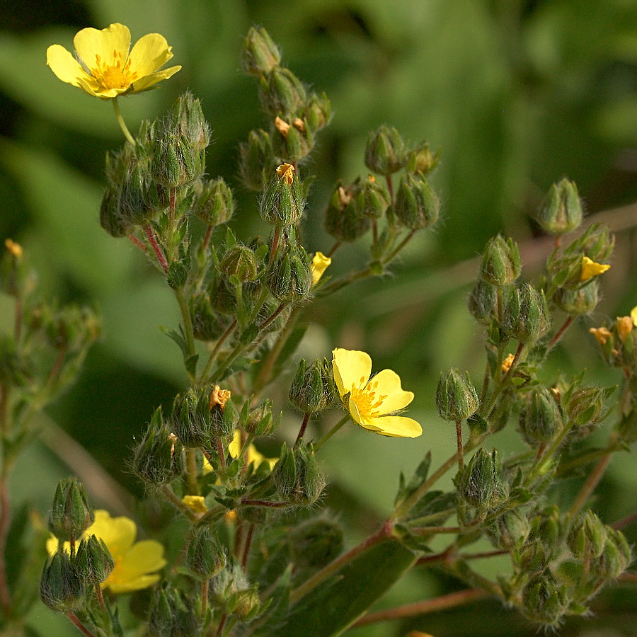 Изображение особи род Potentilla.